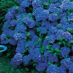 nikko blue hydrangea