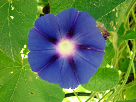 morning glory, flowers, trumpet blooms