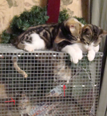 kittens, degu, cage