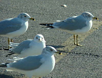 seagulls, sea gull, gulls, birds