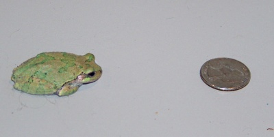 frogs, frog in the basement