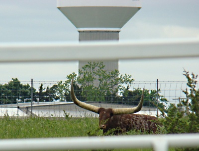 huge cow, long horn, texas long horns, cows