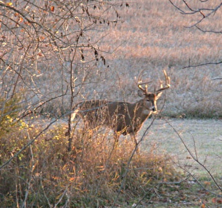Deer, 15 point buck, big deer, award winning, record deer, back yard feeders